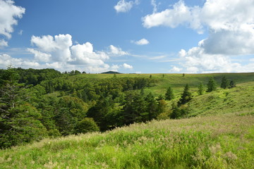 Forest Highland