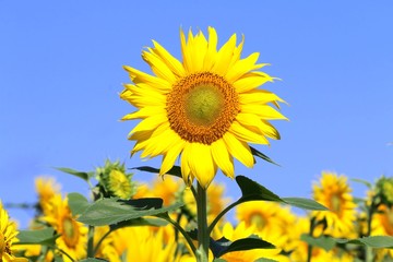 青空とひまわり