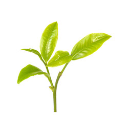 Green tea leaf isolated on white background