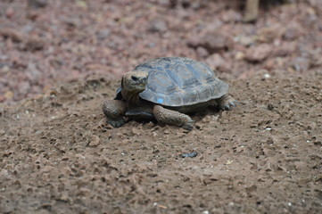 Tortuga bebé