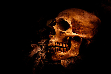 skull and nature
