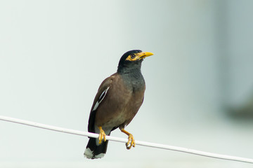 Common Myna