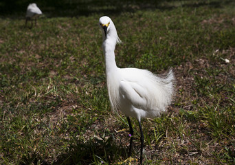 close portrait of a white snow egret . Nature background