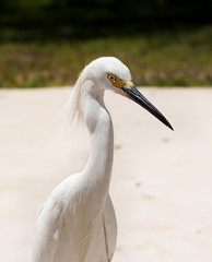 close portrait of a white snow egret . Nature background