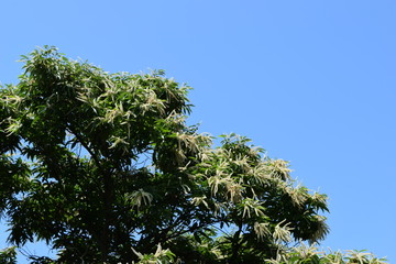 栗の花／山形県庄内地方に田園で、栗の花を撮影した写真です。