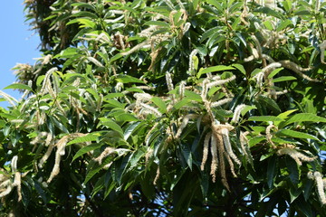 栗の花／山形県庄内地方の田園で、栗の花を撮影した写真です。