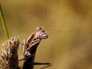Female dwarf mantis (Ameles sp.) in Corfù, Greece.