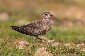 Young Oriental Pratincole(Glareola maldivarum) walking 