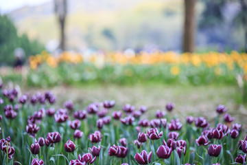 Fototapeta premium Fuzzy tulip garden