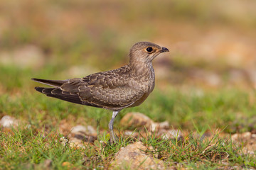 Young Oriental Pratincole(Glareola maldivarum) 