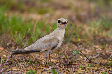 Young Small Pratincole (Glareola lactea )  in nature