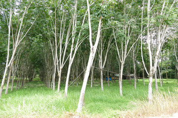 rubber tree orchard in Thailand