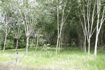 rubber tree orchard in Thailand