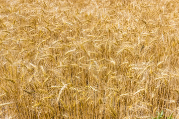 Ripe wheat closeup