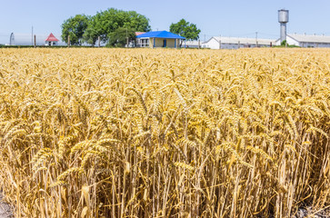 Wheat field on the background of farm buildings