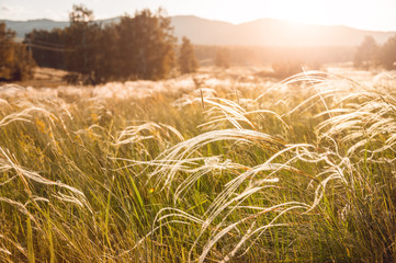 Field with wild grasses at sunset