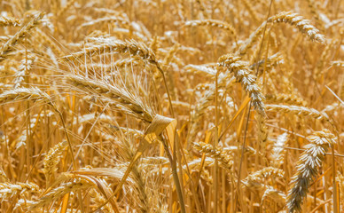 Ripe wheat closeup
