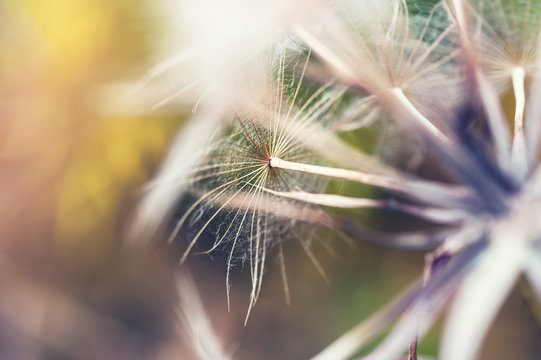 Macro image of big beautiful dandelion.