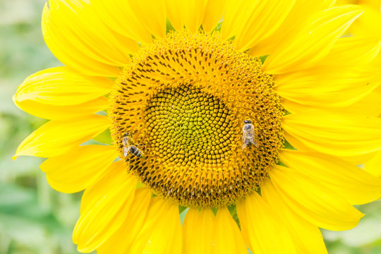 Fragment of a flower sunflower with bees