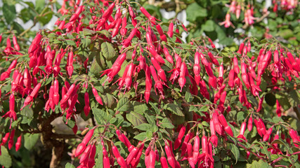 Fuchsien