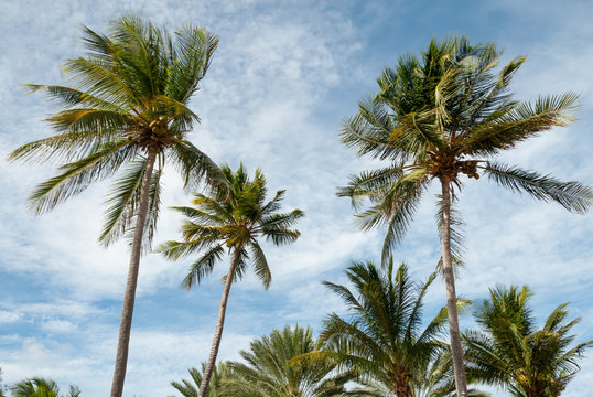 Palm trees in a gentle Caribbean breeze.