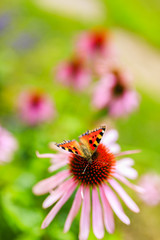 Colorful butterfly on flower purple coneflower (Echinacea)