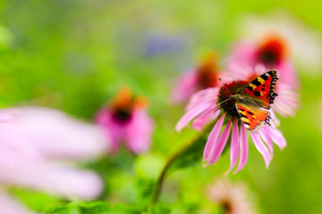 Colorful butterfly on flower purple coneflower (Echinacea)
