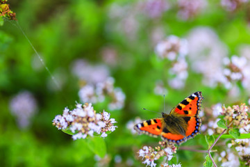 Colorful butterfly on herbs flowers