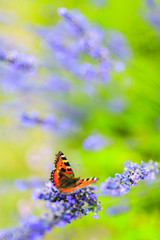 Colorful butterfly on lavender flowers