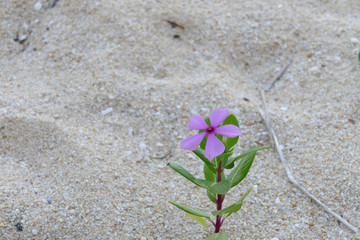 purple flower growing on the sand