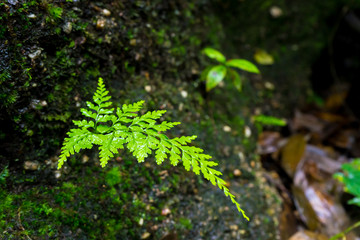 fern
