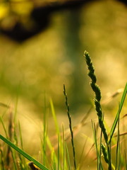 Grass in summer time at dusk