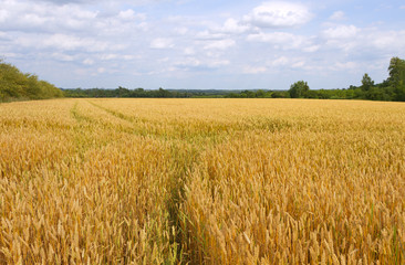 Growing wheat.