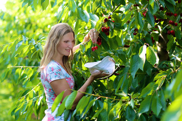 Young beautiful woman picking ripe delicious sweet cherries from the tree in agricultural bio farm...