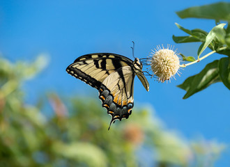Naklejka premium Eastern Tiger Swallowtail butterfly (Papilio glaucus) feeding on buttonbush flowers