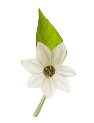 Sweet pepper leaf