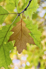 Autumn oak leaves.