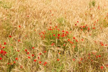 Field with poppies, Milos island, Cyclades, Greece.