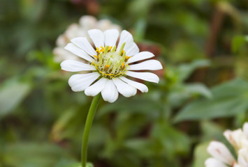 lovely white flower zinnia on natural background 
