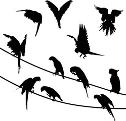 Obraz premium eleven parrots black silhouettes illustration