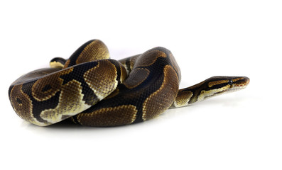 Royal Python, or Ball Python in studio against a white backgroun