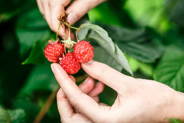 Raspberry picking