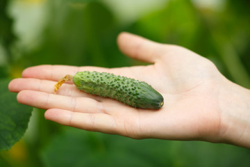 Naklejka na ściany i meble Tiny cucumber
