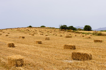 Hay rolls on an agricultural field, Milos island, Cyclades, Greece.