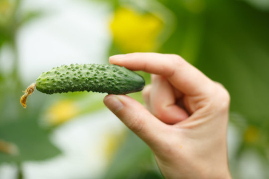 Cucumber
