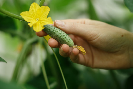 Tiny cucumber