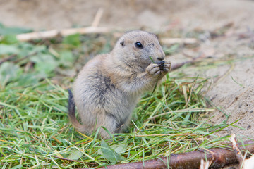 Prairie dog eating