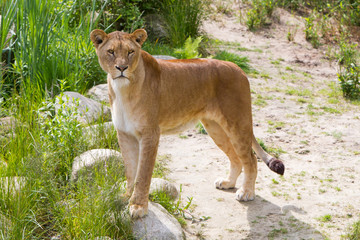 Large lioness in green environment - obrazy, fototapety, plakaty