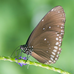 Butterfly resting (Euploea core)