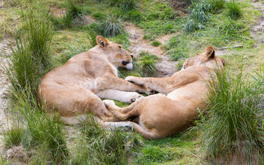 Large lions in green environment